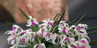 Орхидея Лептотес (Leptotes)