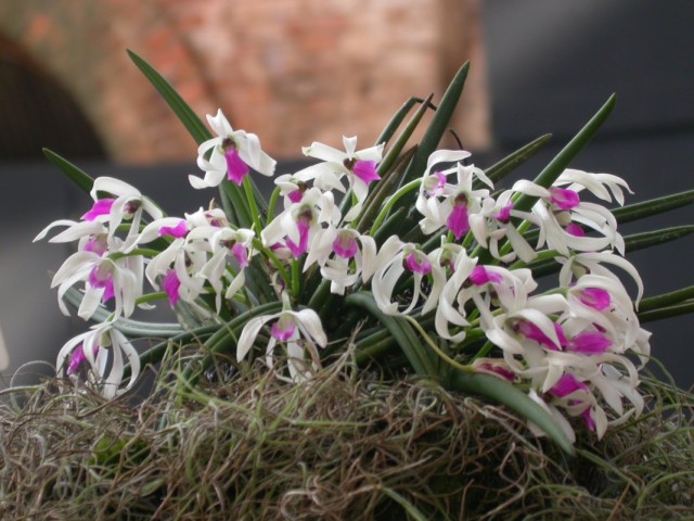 Орхидея Лептотес (Leptotes) Орхидея Лептотес (Leptotes)