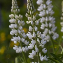 Люпин белый (Lupinus albus) Люпин белый (Lupinus albus)