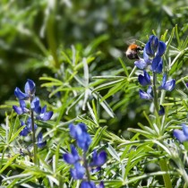 Люпин узколистный (Lupinus angustifolius) Люпин узколистный (Lupinus angustifolius)