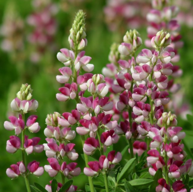 Люпин Хартвега (Lupinus hartwegii) Люпин Хартвега (Lupinus hartwegii)