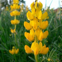 Люпин желтый (Lupinus luteus) Люпин желтый (Lupinus luteus)