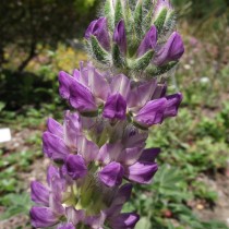 Люпин мелколистный (Lupinus microcarpus) Люпин мелколистный (Lupinus microcarpus)