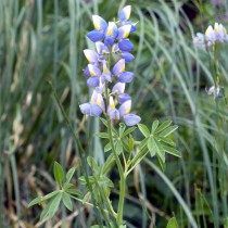 Люпин переменчивый (Lupinus mutabilis) Люпин переменчивый (Lupinus mutabilis)