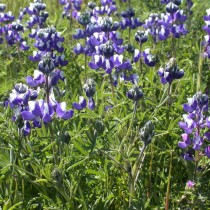 Люпин карликовый (Lupinus nanus) Люпин карликовый (Lupinus nanus)
