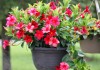 Мандевилла (Mandevilla)