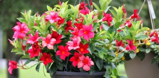 Мандевилла (Mandevilla)