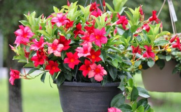 Мандевилла (Mandevilla)