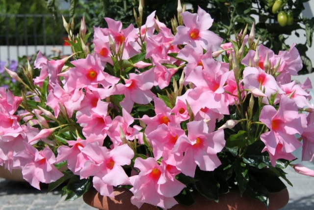 Мандевилла Сандера (Mandevilla sanderi) Мандевилла Сандера (Mandevilla sanderi)