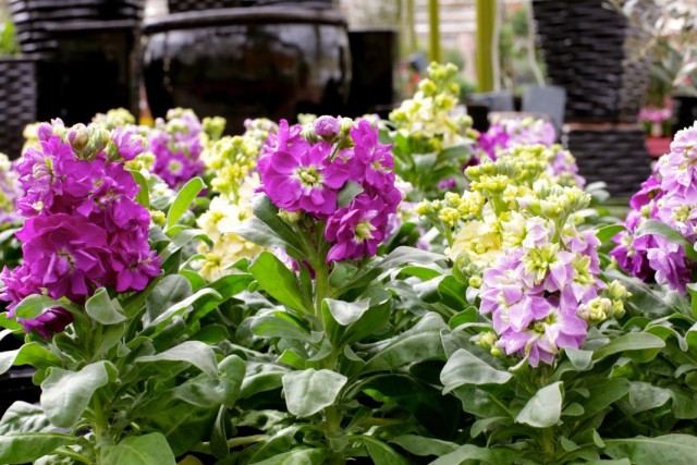 Маттиола седая (Matthiola incana) Маттиола седая (Matthiola incana)