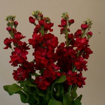 Маттиола седая "Джордин красная" (Matthiola incana 'Jordyn Red') Маттиола седая "Джордин красная" (Matthiola incana 'Jordyn Red')