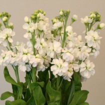 Маттиола седая "Джордин белая" (Matthiola incana 'Jordyn White') Маттиола седая "Джордин белая" (Matthiola incana 'Jordyn White')