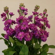 Маттиола седая "Джордин тёмно-синяя" (Matthiola incana 'Jordyn Deep Blue') Маттиола седая "Джордин тёмно-синяя" (Matthiola incana 'Jordyn Deep Blue')