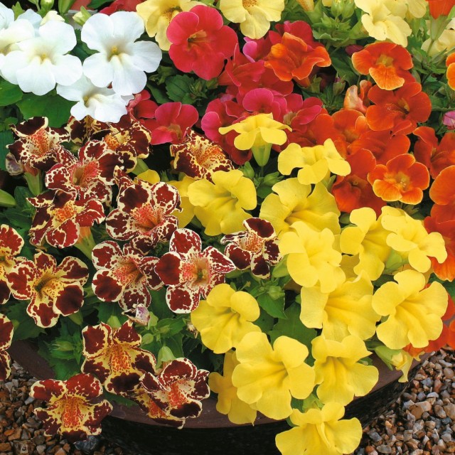 Губастик гибридный, или мимулюс (Mimulus x hybridus) Губастик гибридный, или мимулюс (Mimulus x hybridus)