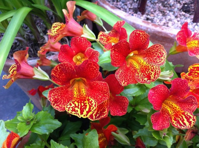 Губастик гибридный, или мимулюс (Mimulus x hybridus) Губастик гибридный, или мимулюс (Mimulus x hybridus)