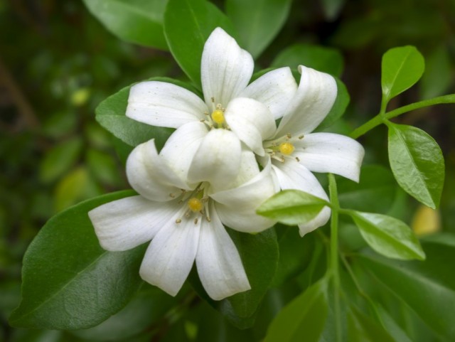Муррайя метельчатая (Murraya paniculata) Муррайя метельчатая (Murraya paniculata)