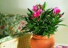 Олеандр обыкновенный (Nerium oleander)