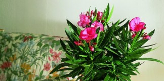 Олеандр обыкновенный (Nerium oleander)