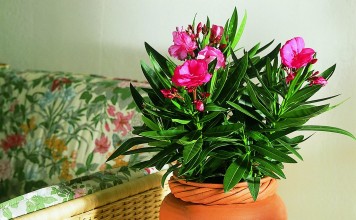 Олеандр обыкновенный (Nerium oleander)