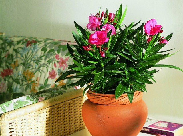 Олеандр обыкновенный (Nerium oleander) Олеандр обыкновенный (Nerium oleander)