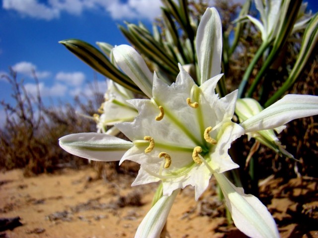 Панкраций Зикенбергера (Pancratium sickenbergeri) Панкраций Зикенбергера (Pancratium sickenbergeri)