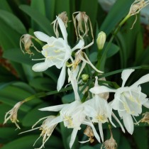 Панкрациум канарский (Pancratium canariense) Панкрациум канарский (Pancratium canariense)