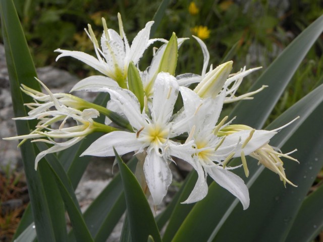 Панкрациум иллирийский (Pancratium illyricum) Панкрациум иллирийский (Pancratium illyricum)