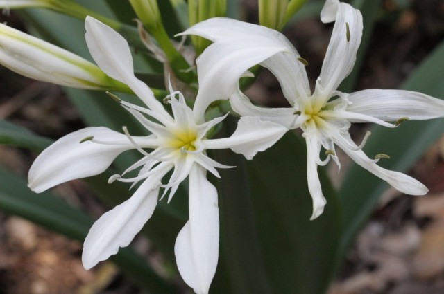 Панкрациум иллирийский (Pancratium illyricum) Панкрациум иллирийский (Pancratium illyricum)