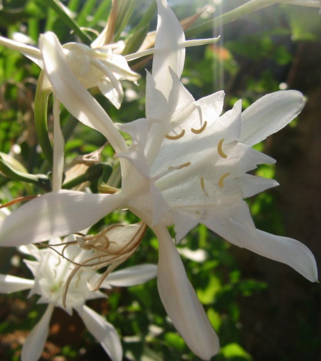 Панкрациум морской (Pancratium maritimum) Панкрациум морской (Pancratium maritimum)