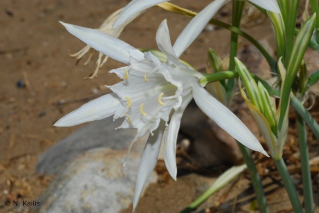 Панкрациум морской (Pancratium maritimum) Панкрациум морской (Pancratium maritimum)
