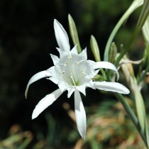 Панкрациум морской (Pancratium maritimum) Панкрациум морской (Pancratium maritimum)
