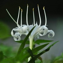 Панкраций цейлонский (Pancratium zeylanicum) 