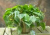 Филодендрон плющевидный (Philodendron hederaceum)