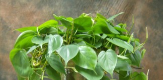 Филодендрон плющевидный (Philodendron hederaceum)