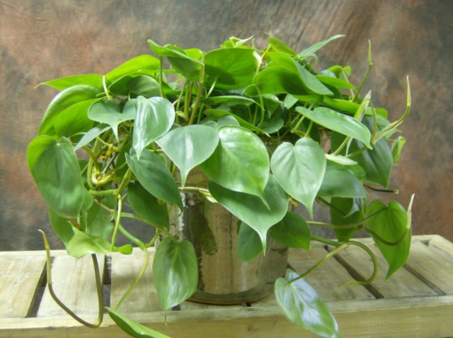Филодендрон плющевидный (Philodendron hederaceum) Филодендрон плющевидный (Philodendron hederaceum)