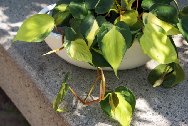 Филодендрон (Philodendron) Филодендрон (Philodendron)
