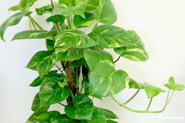 Филодендрон (Philodendron) Филодендрон (Philodendron)