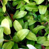 Филодендрон красноватый, или Филодендрон краснеющий (Philodendron erubescens) Филодендрон красноватый, или Филодендрон краснеющий (Philodendron erubescens)