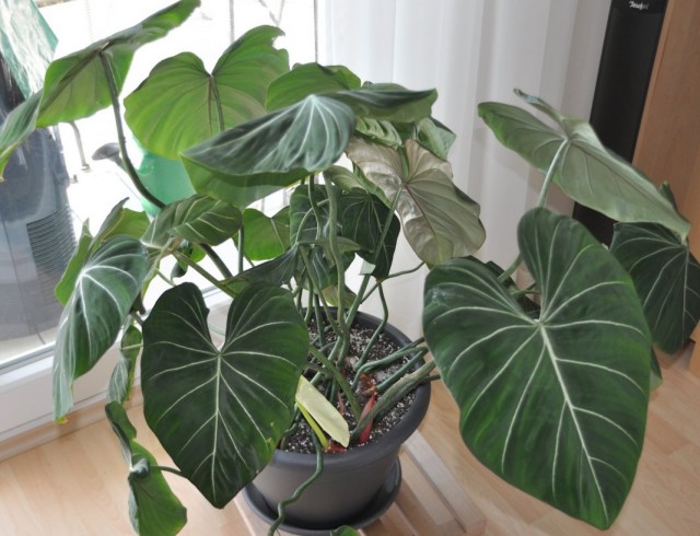 Филодендрон славный (Philodendron gloriosum) Филодендрон славный (Philodendron gloriosum)