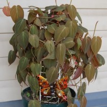 Филодендрон лазящий, или Филодендрон цепляющийся (Philodendron hederaceum var. hederaceum)