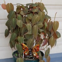 Филодендрон лазящий, или Филодендрон цепляющийся (Philodendron hederaceum var. hederaceum) Филодендрон лазящий, или Филодендрон цепляющийся (Philodendron hederaceum var. hederaceum)