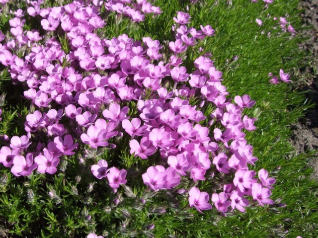Флокс Дугласа (Phlox douglasii) Флокс Дугласа (Phlox douglasii)