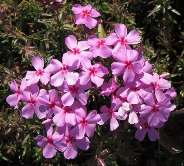 Флокс снежный (Phlox nivalis) Флокс снежный (Phlox nivalis)