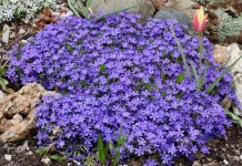 Флокс шиловидный (Phlox subulata)