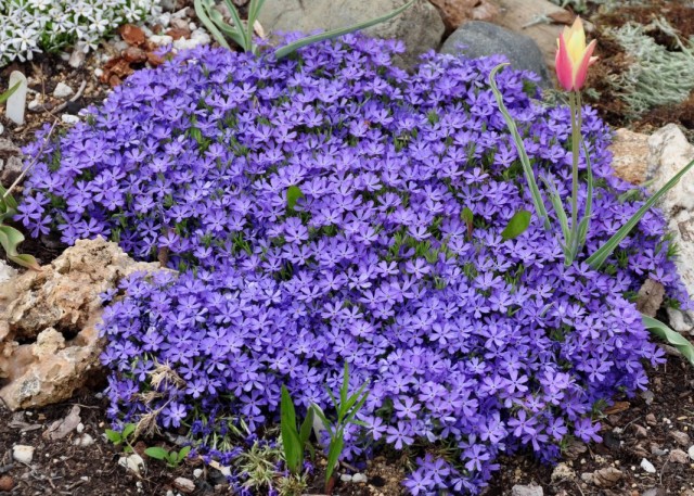 Флокс шиловидный (Phlox subulata) Флокс шиловидный (Phlox subulata)