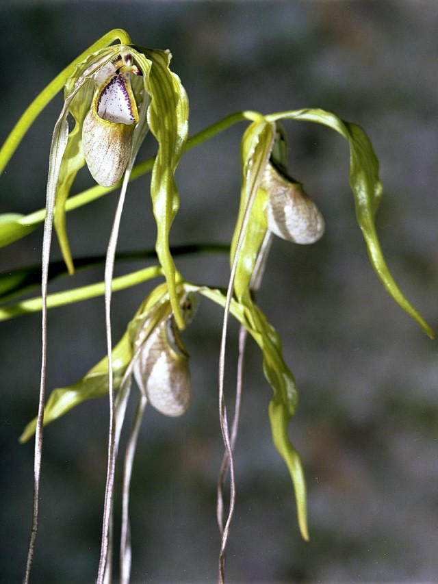 Орхидея Фрагмипедиум хвостатый (Phragmipedium caudatum) Орхидея Фрагмипедиум хвостатый (Phragmipedium caudatum)