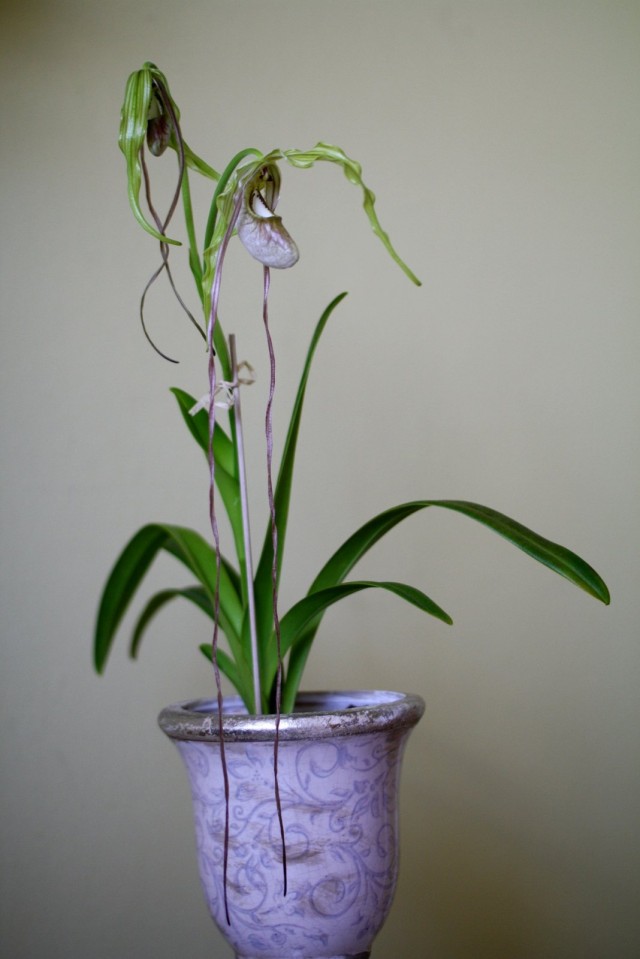 Орхидея Фрагмипедиум хвостатый (Phragmipedium caudatum) Орхидея Фрагмипедиум хвостатый (Phragmipedium caudatum)
