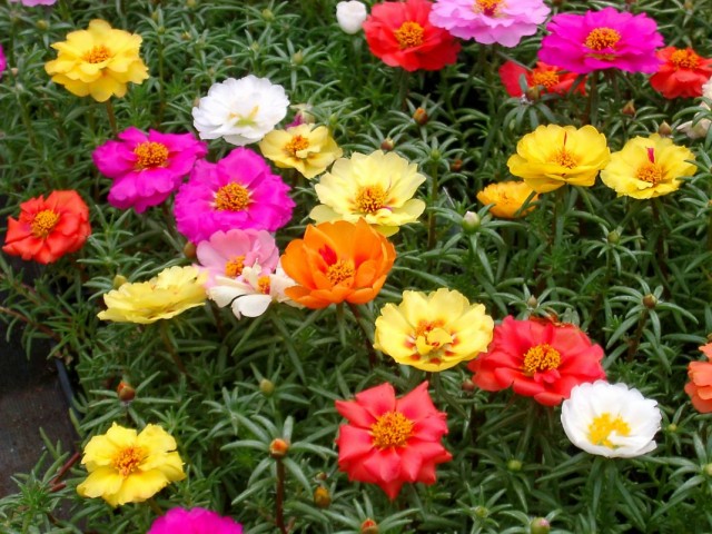 Портулак крупноцветковый (Portulaca grandiflora) Портулак крупноцветковый (Portulaca grandiflora)