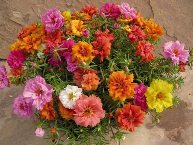Портулак крупноцветковый (Portulaca grandiflora) Портулак крупноцветковый (Portulaca grandiflora)