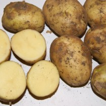 Лучшие сорта картофеля для различных регионов